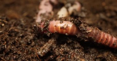 Yerdeki solucanların detaylı yakın plan görüntüleri.