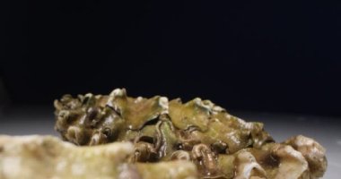 Ekstrem detaylı kapalı istiridyeler beyaz yansıtıcı bir yüzeye karşı koyu bir arkaplan karşı