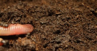 Yerdeki solucanların detaylı yakın plan görüntüleri.