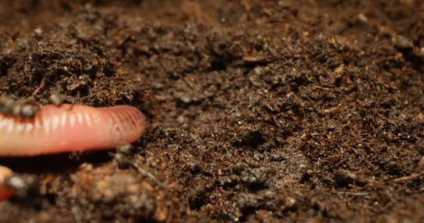 Dettaglio estremo primo piano di lombrico nel terreno — Video Stock