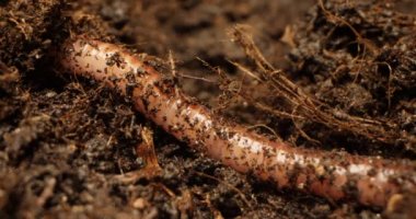 Yerdeki solucanların detaylı yakın plan görüntüleri.