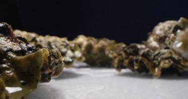 Ekstrem detaylı kapalı istiridyeler beyaz yansıtıcı bir yüzeye karşı koyu bir arkaplan karşı