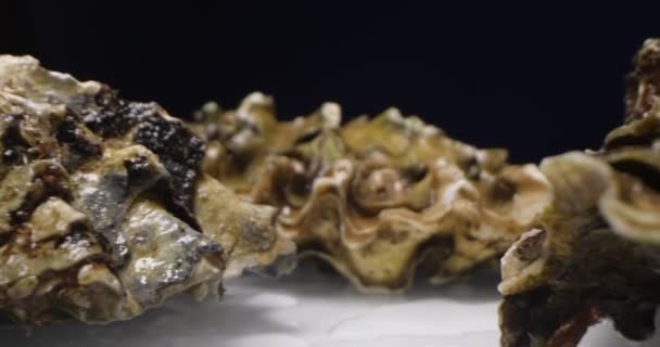 Extreme Nahaufnahme detailliert geschlossene Austern vor dunklem Hintergrund vor weißer reflektierender Oberfläche — Stockvideo