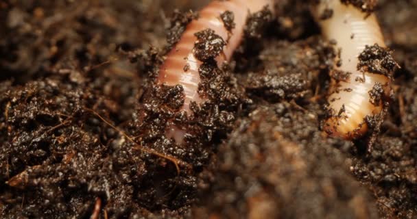 Gedetailleerde extreme close-up van regenworm in de grond — Stockvideo