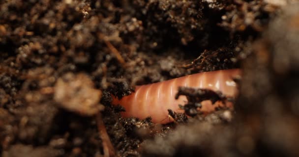 Gedetailleerde extreme close-up van regenworm in de grond — Stockvideo