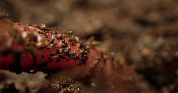 Détail extrême gros plan de vers de terre dans le sol — Video