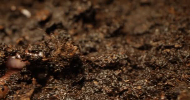 Detallado primer plano extremo de lombriz de tierra en el suelo — Vídeos de Stock