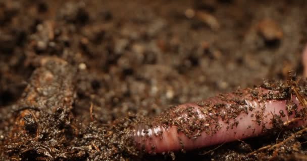 Détail extrême gros plan de vers de terre dans le sol — Video