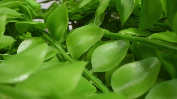 Detalle extremo primer plano, planta artificial con hojas pequeñas — Vídeos de Stock