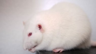 Beyaz arka planda tahıl yiyen beyaz bir farenin yakın çekimi.