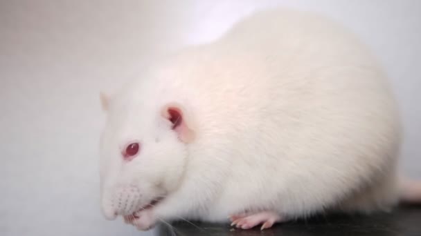 Primer plano de una rata blanca comiendo un grano sobre un fondo blanco — Vídeo de stock