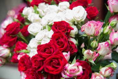 kırmızı ve beyaz Güller