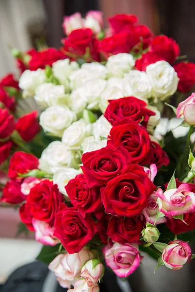 Rote und weiße Rosen — Stockfoto