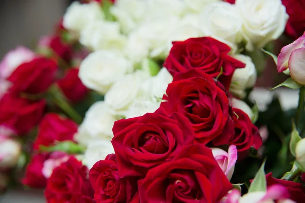 Rosas rojas y blancas — Foto de Stock