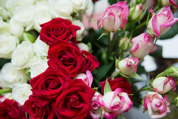 Rote und weiße Rosen — Stockfoto