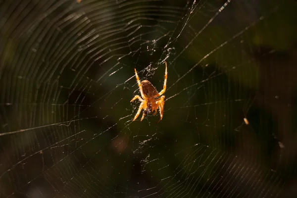 Un arácnido se sienta en su guarida . — Foto de Stock