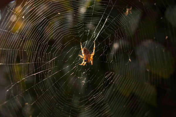 Un aracnide si siede nel suo covo . — Foto Stock