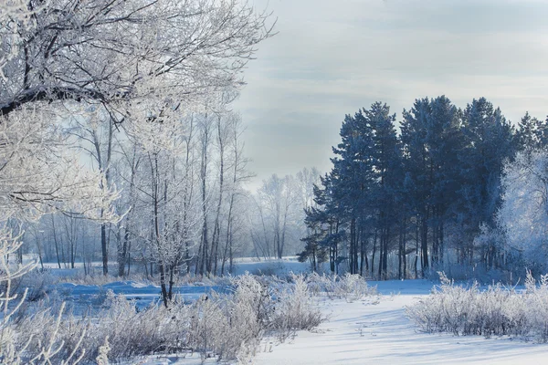 Paisagem de inverno de campos cobertos de neve, árvores — Fotografia de Stock