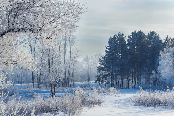 Winterlandschap van besneeuwde velden, bomen — Stockfoto