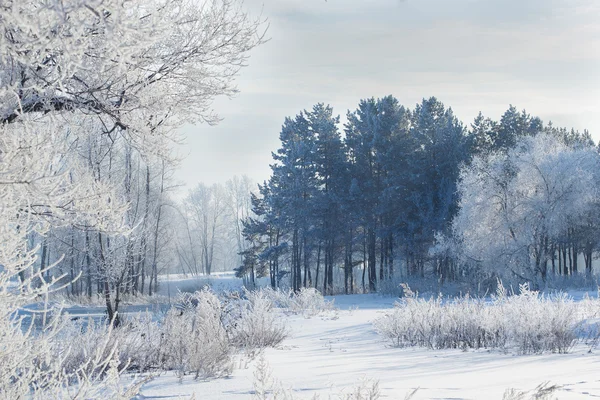 Paisagem de inverno de campos cobertos de neve, árvores — Fotografia de Stock