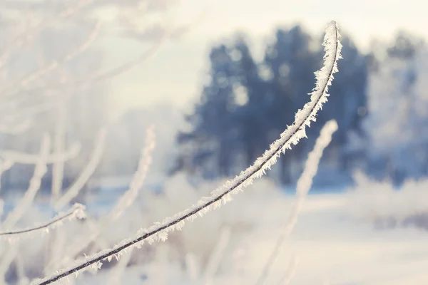 눈 덮인 필드, 나무의 겨울 풍경 — 스톡 사진