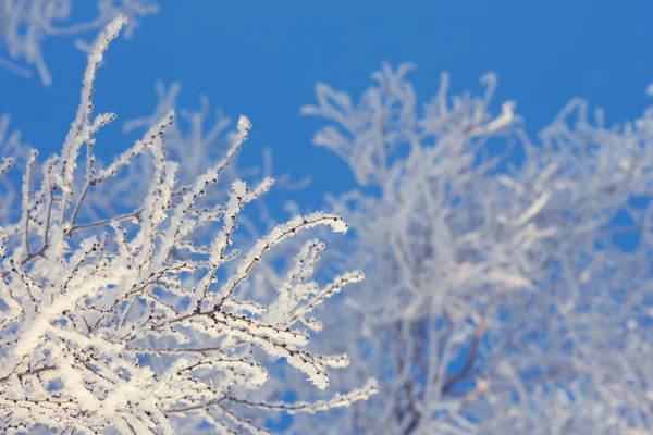 冬天树在领域与蓝蓝的天空 — Φωτογραφία Αρχείου