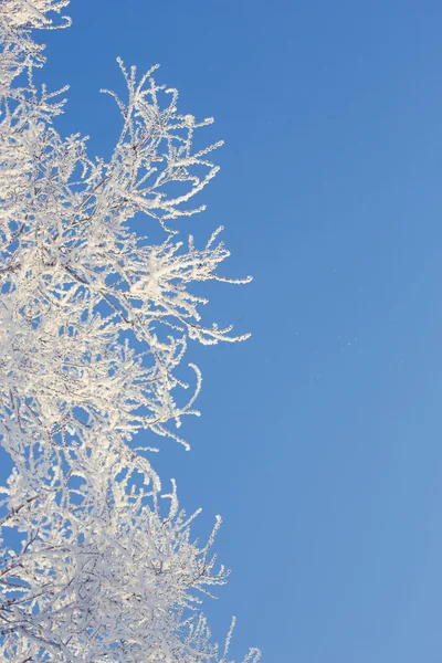 Winter tree in a field with blue sky — Stock Photo, Image