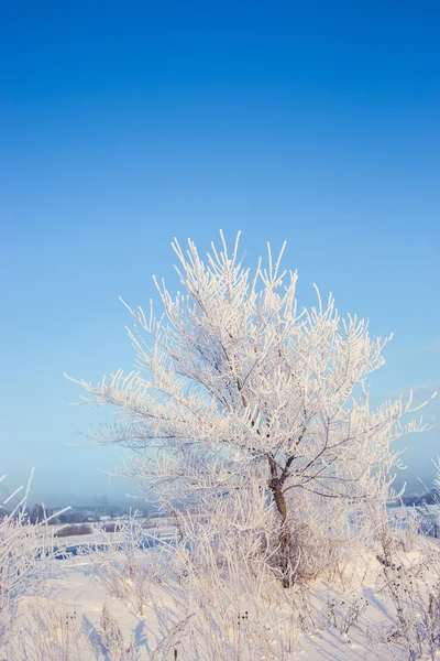 Winter boom in een veld met blauwe hemel — Stockfoto