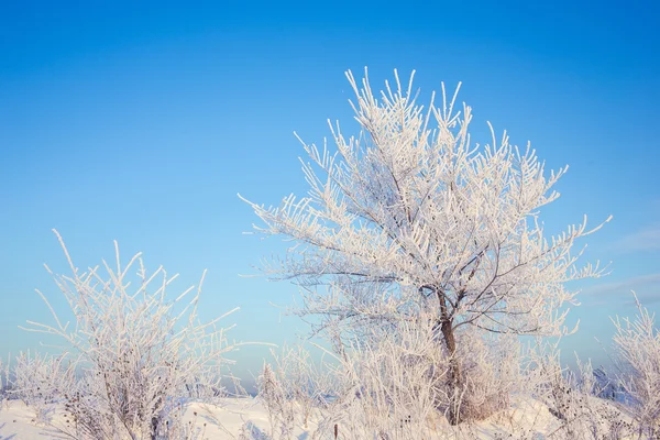 Winter tree in a field with blue sky — Stock Photo, Image