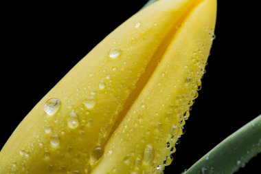 siyah zemin üzerine Sarı Lale ve su damla