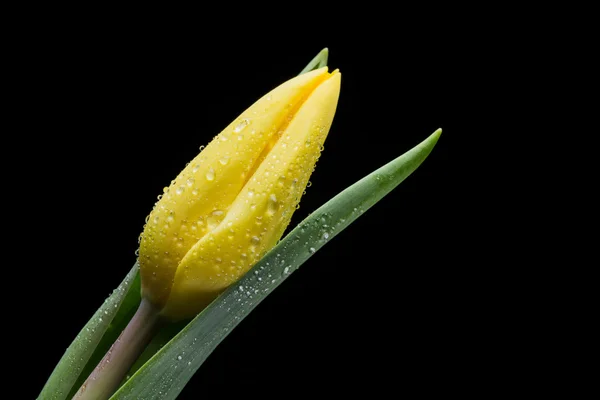 Yellow tulip and water drops on black background — Stock Photo, Image