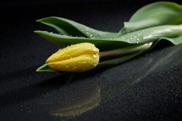 Tulipano giallo e gocce d'acqua su sfondo nero — Foto Stock