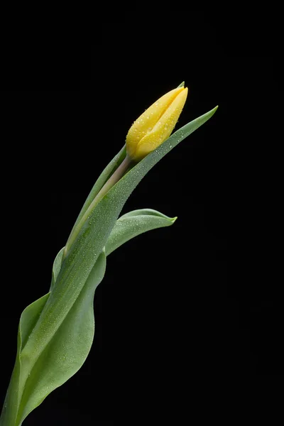 Gelbe Tulpe und Wassertropfen auf schwarzem Hintergrund — Stockfoto