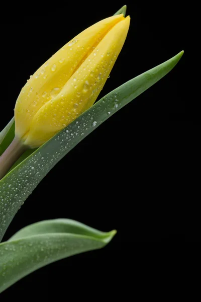 Жовтий тюльпан і краплі води на чорному фоні — стокове фото