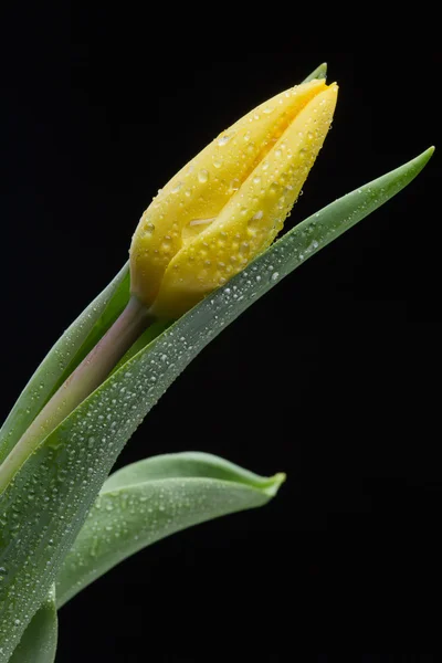 Yellow tulip and water drops on black background — Stock Photo, Image