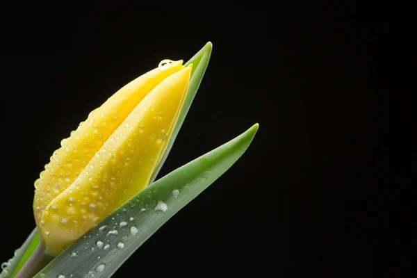 Gelbe Tulpe und Wassertropfen auf schwarzem Hintergrund — Stockfoto