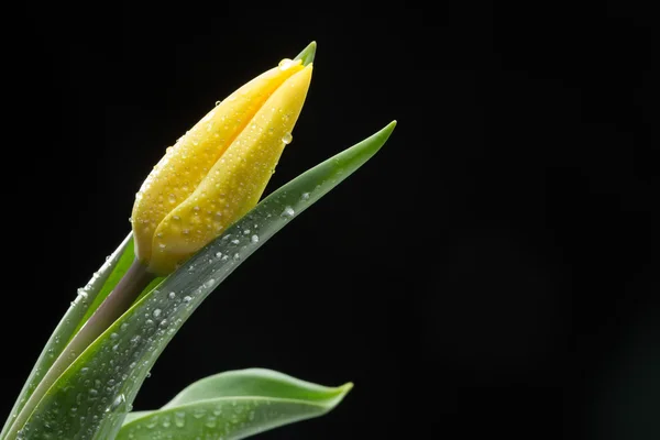 Yellow tulip and water drops on black background — Stock Photo, Image