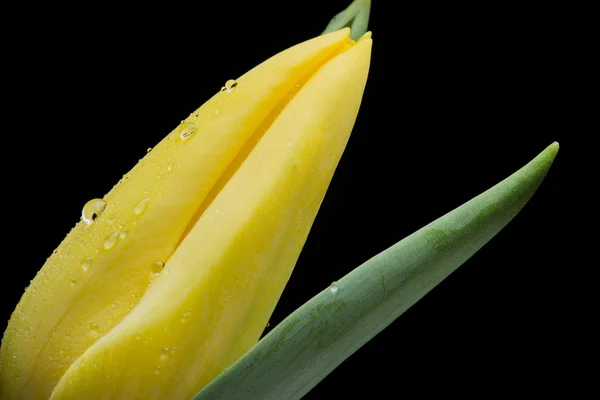 Gelbe Tulpe und Wassertropfen auf schwarzem Hintergrund — Stockfoto