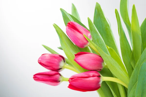 Crimson tulipány na bílém pozadí — Stock fotografie