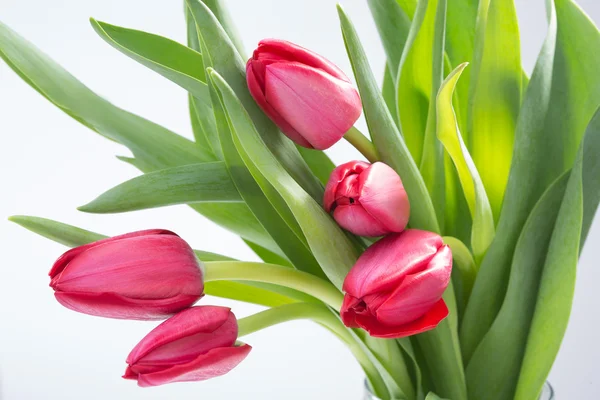 Flor de tulipán carmesí sobre fondo blanco — Foto de Stock