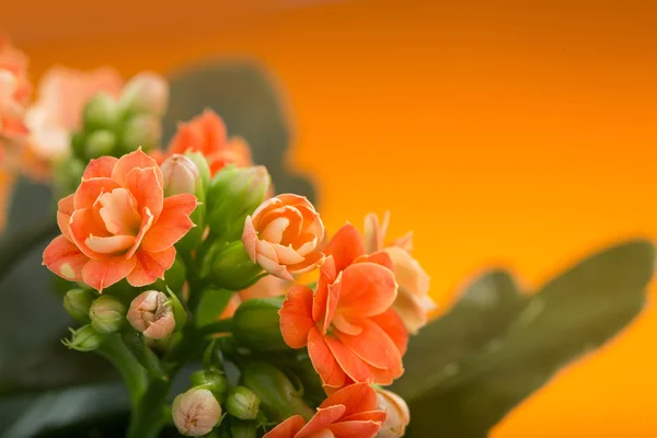 Flores de Kalanchoe. sobre un fondo naranja . — Foto de Stock