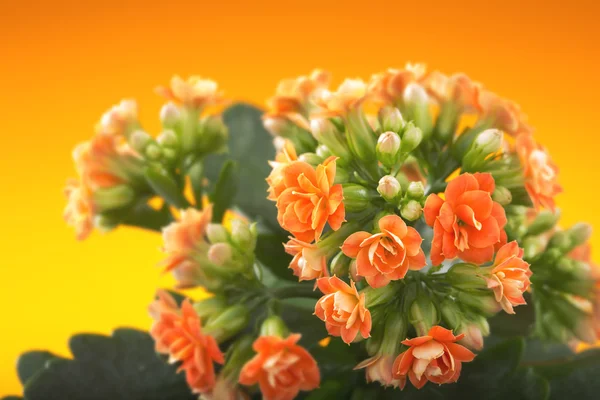 Blumen von Kalanchoe. auf orangefarbenem Hintergrund. — Stockfoto