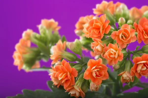 Flowers of Kalanchoe. on a purple background. — Stock Photo, Image