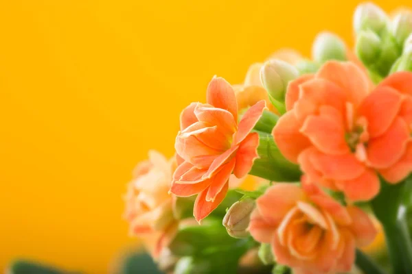 Květiny Kalanchoe. na oranžovém pozadí. — Stock fotografie