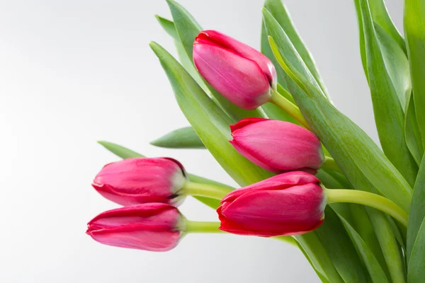 Flor de tulipán carmesí sobre fondo blanco —  Fotos de Stock