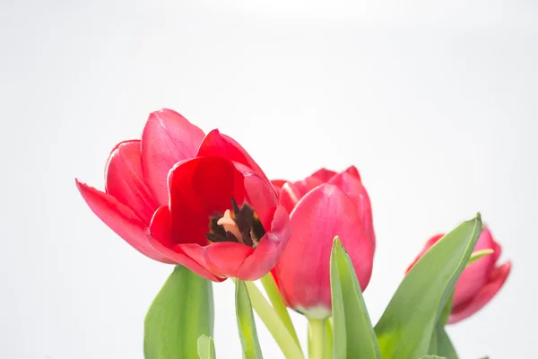 Crimson tulip flower on white background — Stock Photo, Image