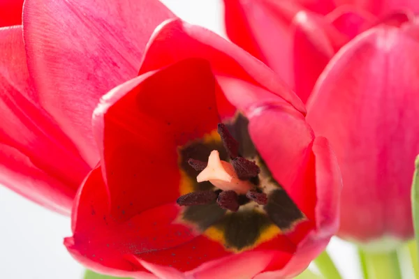 Crimson tulipa flor no fundo branco — Fotografia de Stock