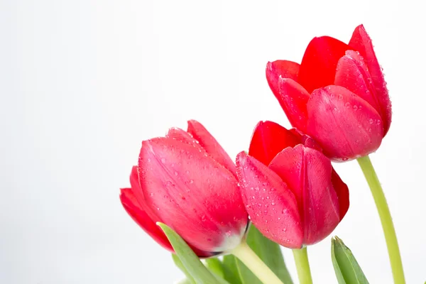 Crimson tulipány na bílém pozadí — Stock fotografie