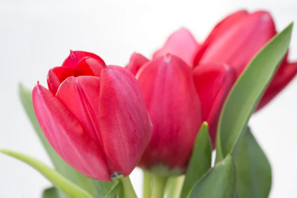 Crimson tulip flower on white background — Stock Photo, Image