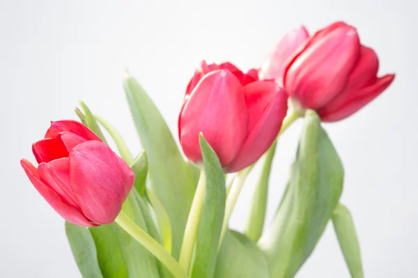 Crimson tulipány na bílém pozadí — Stock fotografie